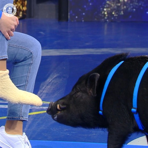 This pig can pull 10 socks from the foot and put them in a washing machine! 🤩 | Guinness World Records