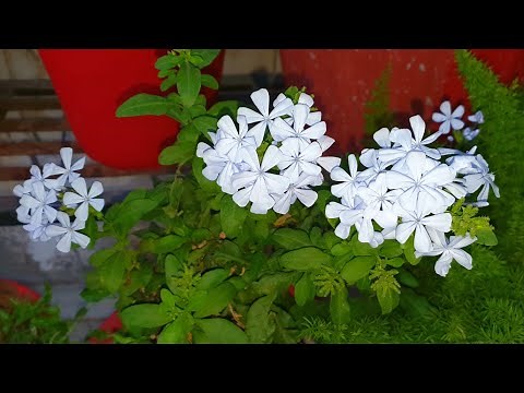 How to Grow and Care Plumbago - Best Summer Flowering Shrub | New Plant | Fun Gardening