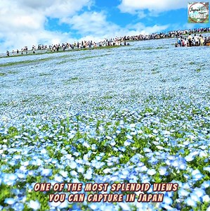 34K views · 1.1K reactions | Spring Festivals in Japan ❤️ | Japan Explore | Facebook