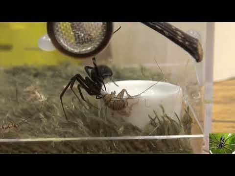 Black Widow Spider Feeding (Latrodectus Hesperus)