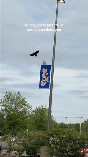 Crow Attacks Hawk in Rare Mobbing Behavior! 🐦🦅 #birdwatching