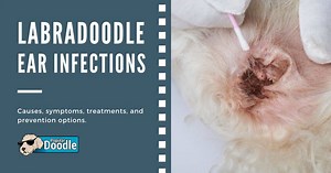 Labradoodle Ear Infection: Effective Treatment & Prevention