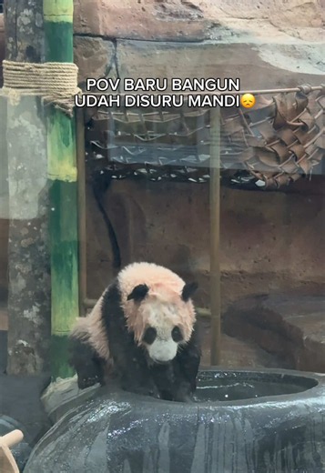 Panda: Why Some Pandas Bathe Only Once a Day