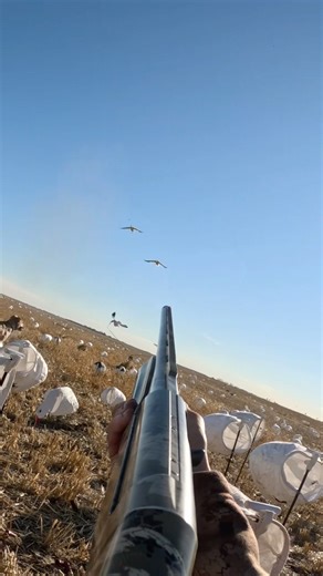 Canada Waterfowl Day 2 #fall #goosehunting #geese #hunting #duckhunting #birdhunting #goose #birds