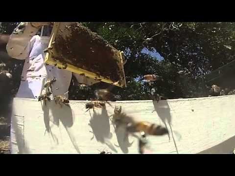 Italian Honeybees vs Africanized Swarm