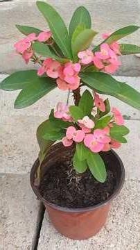 How to care for your crown of thorns plant for blooming