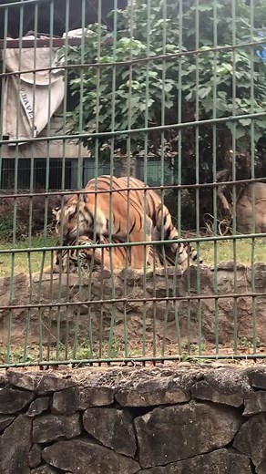 Tiger Mating at Baluarte Zoo