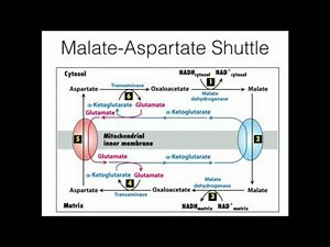 Glycerophosphate Shuttle: Mitochondrial NADH Transport