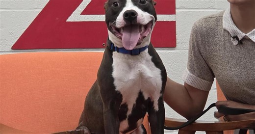 Pets on Set: Boston Nico