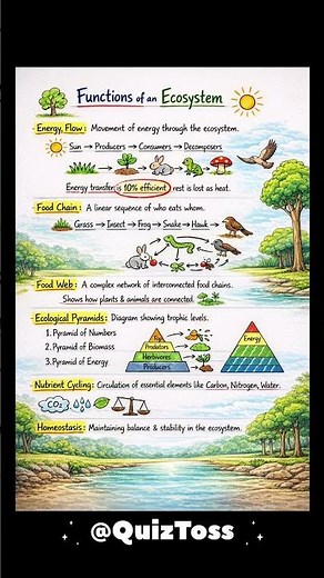 Functions of an Ecosystem Explained Part -2 | Energy Flow, Food Chain, Food Web & Nutrient Cycle