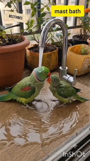 Beautiful Moment 💐 #parrot #birds #pets #shorts