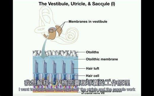 10分钟让你理解椭圆囊和球囊的工作原理|油管搬运|双语字幕