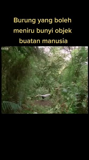 Amazing Lyrebird Mimics Human-made Sounds in the Forest