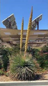 Desert Plant: Desert Spoon (Dasylirion wheeleri)