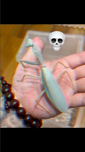 The world's largest praying mantis! Experience its true size! #spchiangmai #chiangmai #insect #ma...