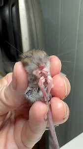 I was bit dismayed when I realized how little this baby white footed mouse was; his eyes aren't open yet so he's a bit too young to self feed, but he took formula really well. And he sure is cute! #babymouse | WEST Wildlife Rehab