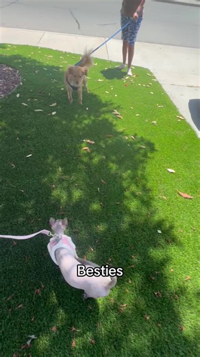 Bebe & Bella just chilling ✝️ on TikTok