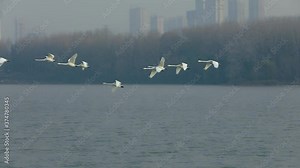 Follow shot of a group of swans flying together above city river . Slow-motion
