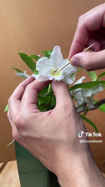 Crossed two #Dendrobium hybrids: Second Love (white flower) with Oriental Smile ‘Butterfly’ as well as doing the reverse cross. Both #orchids have a nice fragrance I cant get enough of No real thoughts on the direction with this cross. Not like the world needs another Dendrobium hybrid; there are plenty!