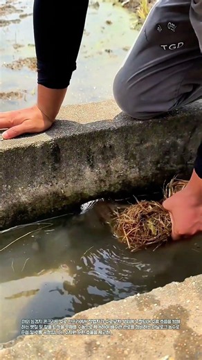 수동 작업을 통한 농수로 뼛짚 퇴적물 제거 및 배수 정비 #worker #process #drainage #canal #clean