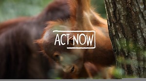 275K views · 4.2K reactions | Visit England have revealed that we're now officially the country's second most popular paid for visitor attraction! 1.9m of YOU have helped us Act For Wildlife and protect threatened species from extinction. Thank you! | Chester Zoo | Facebook