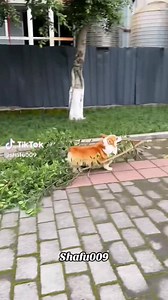 6.6K reactions · 1.7K shares | Neli Olteanu on Reels | Facebook