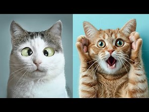 😹 Laugh Out Loud: The Funniest Cat Moments Ever! 😂