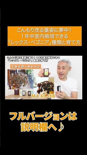 こんもり茂る葉姿に夢中！１年中室内栽培できる「レックス・ベゴニア」種類と育て方#Shorts