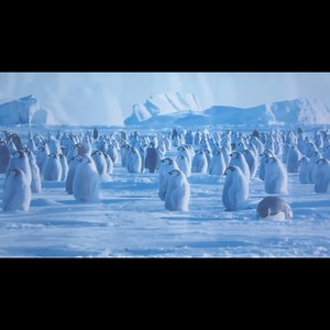 Penguins! Past and Present. Final days to view the story of the most remarkable birds on earth! https://brucemuseum.org/whats-on/penguins-past-and-present/ | Bruce Museum