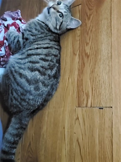 It's rainy outside n he's fiesty #cat #cats #alabama #pets