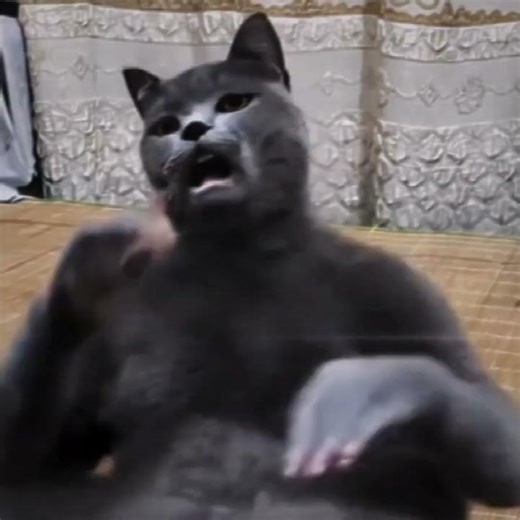 Best Slap Cat Video #best #slap #cat #video #memes #fyp #viral #shorts #anime #football