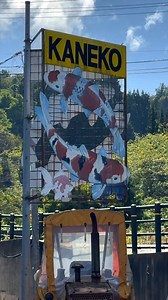 1.3K views · 64 reactions | Day 1 in Japan: hand-selecting koi from Kaneko and Yamasan koi farms. A beautiful start. #koi #koifish #koipond #koibreeders #nishikigoi #livingjewels #Japanesekoi #koifarm | Sacramento Koi | Facebook