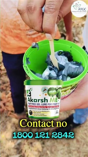फल मक्खी रोकने का सबसे आसान और सस्ता तरीका | Akarsh ME | ATGC #akarshme #fruitflysolution #guava