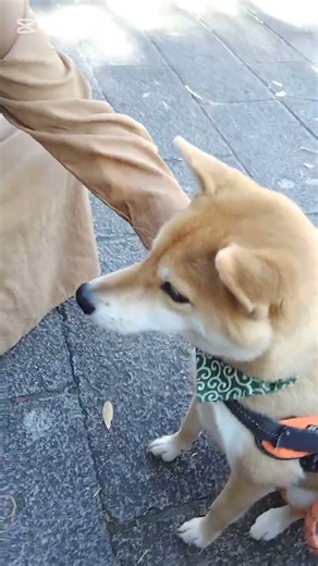 秋の深北緑地散歩の柴犬さんラブペットフェスタで試食三昧！オヤツに垂直跳びしてました！#柴犬 #保護犬 #女しーば#shiba #深北緑地 #秋散歩#ラブペットフェスタ #試食 #垂直跳び