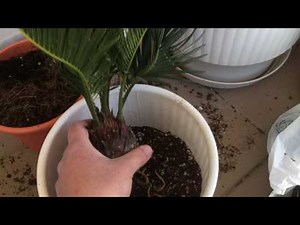 Cycas revoluta - αναγκαστική μεταφύτευση