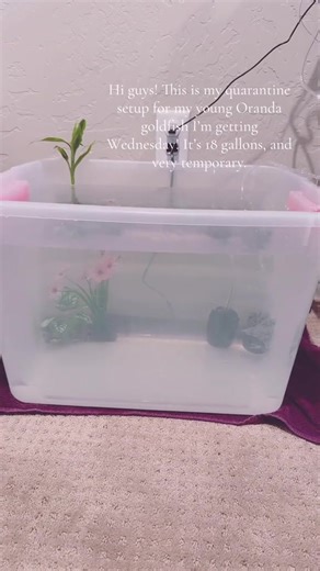 Moving it into its new tank in March 14th!#aquarium #orandagoldfish #fishtank #fish #goldfish