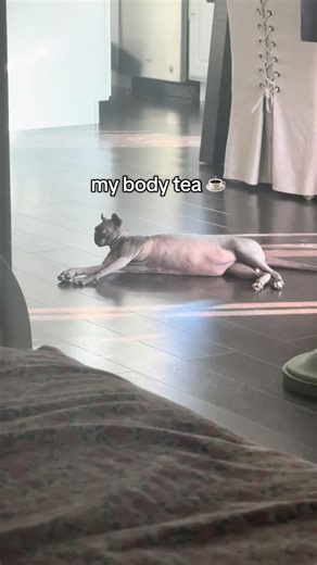 And is! #sphynxoftiktok #catsoftiktok #tea #hairlesscat #cattok | my face a 10 my body tea song