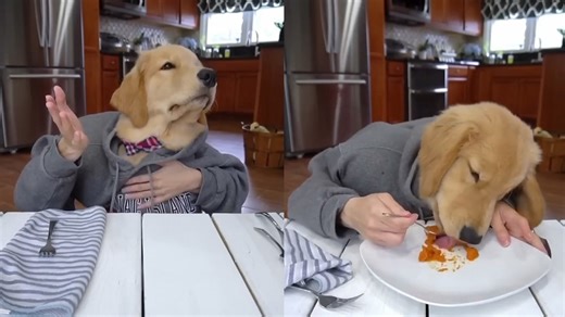 Tucker the Golden Retriever Enjoying a Fancy Meal 🍽️🐶