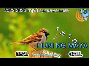 HUNI NG MAYA / SPARROW SOUNDS #huntsman
