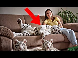 I Rescued a Baby WHITE TIGER – You Won’t Believe What He’s Become!😱