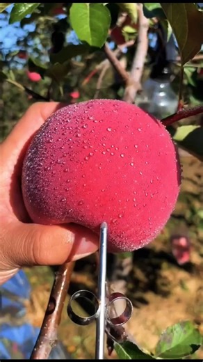 जब पिंटू ने दादी को कह दिया - आप मर जाओगी!"😱🤫#shorts #ytshorts#shortsfeed#gamtng