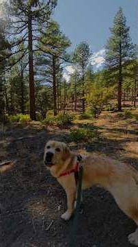 Sierra Nevada Hike | Fall Forest Color