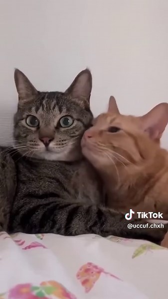 可愛い猫動画集｜猫との楽しい暮らし