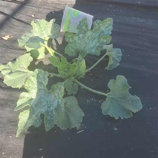 scuba steve on TikTok