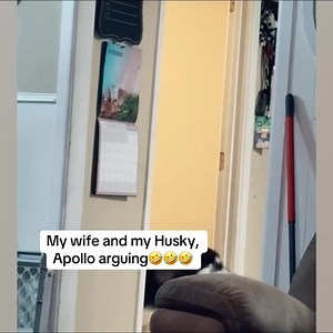 30K views · 642 reactions | Dogs Who Know How to Create Magic with Play 藍藍藍 | Pets Lab | Facebook