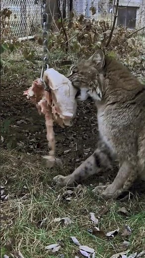 Bobcats can run up to 30 mph (48 km/h) !