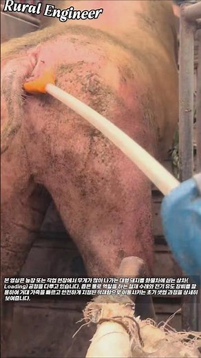 가축 상차 작업 : 전기 유도 장비를 활용한 신속한 화물차 적재 #worker #process #livestock #loading #transport