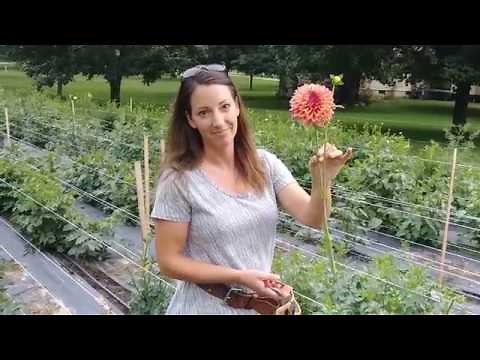 How to Cut Dahlia Blooms