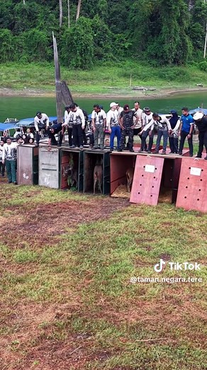 Mesyuarat Operasi Bersepadu Khazanah (OBK) dan Program Perlepasan Hidupan Liar ke Habitat asal yang diadakan baru² ini di Taman Negara Terengganu #tamannegaraterengganu #perhilitan #tokwanlense #perhilitanmalaysia #OBK