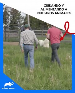 3.8K views · 40 reactions | Acompaña a Dan McKernan y su hermano mientras aprenden de su padre cómo preparar la pastura con amor y dedicación para recibir a los adorables animales que llamarán a este lugar su hogar durante los próximos 6 meses | Animal Planet Latinoamérica | Facebook